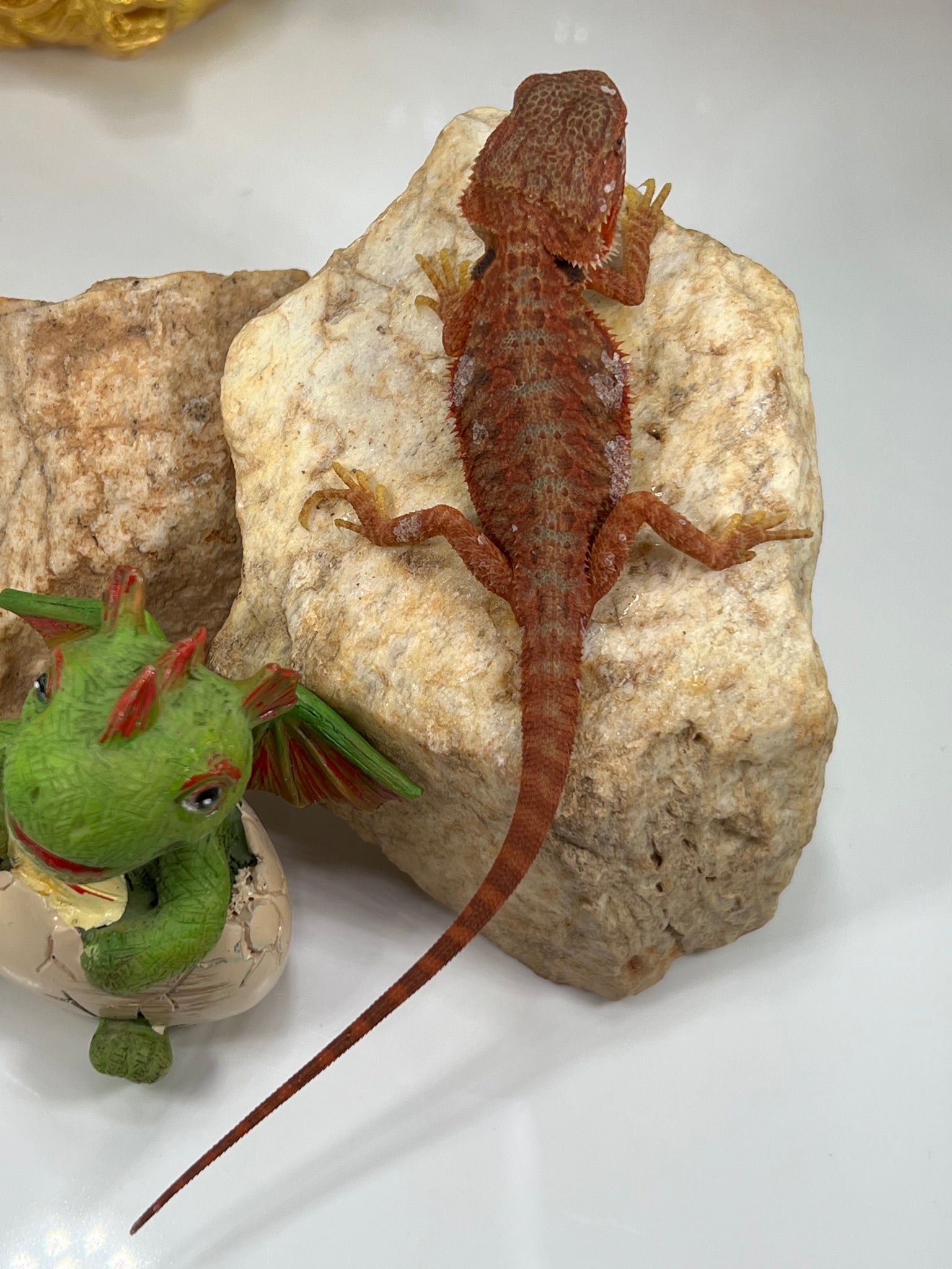 Male Hypo Trans Coral Red