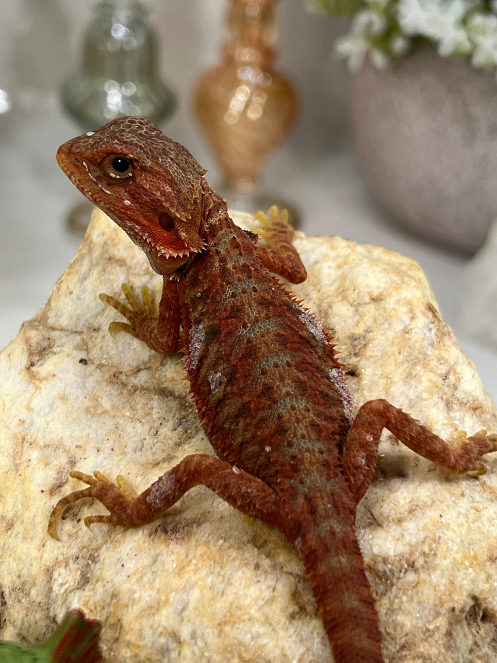 Male Hypo Trans Coral Red