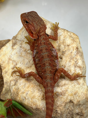 Male Hypo Trans Coral Red