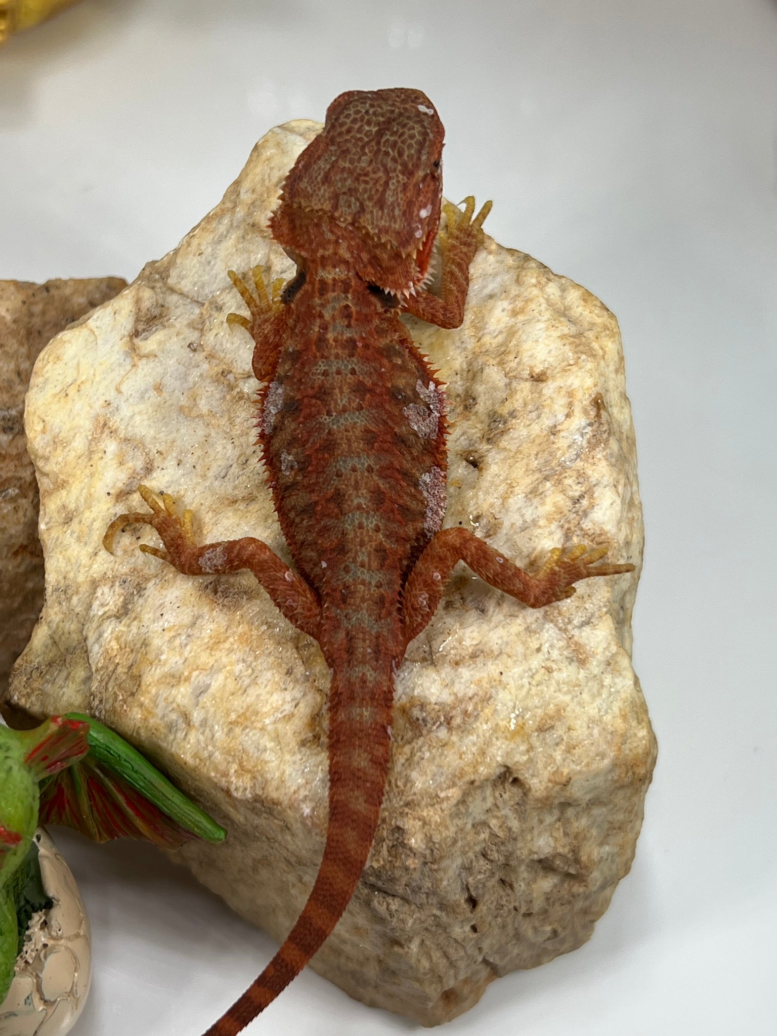 Male Hypo Trans Coral Red